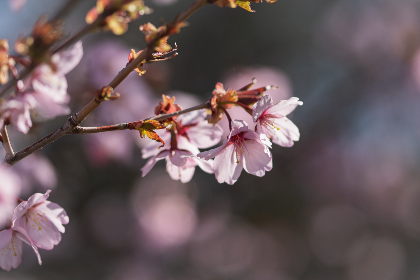 181期历史开奖结果回顾与数据统计分析 181期历史开奖结果回顾与数据统计分析