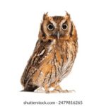 3D历史开奖150期全记录:回顾与趋势解析 lstj35s84